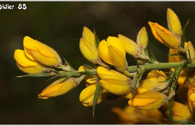 Ajonc d'Europe (1) - Ulex europaeus