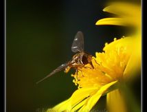 Syrphe femelle (non identifiable)