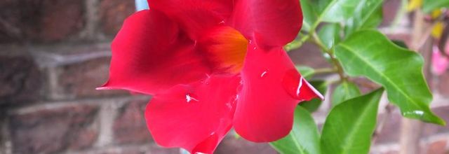 Coups de coeur au jardin