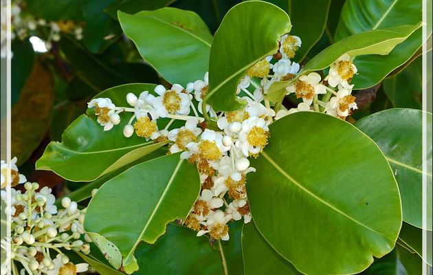 Fleurs de Takamaka, Tamanu (Calophyllum inophyllum) -  Baie d'Avea - Huahine - Polynésie française