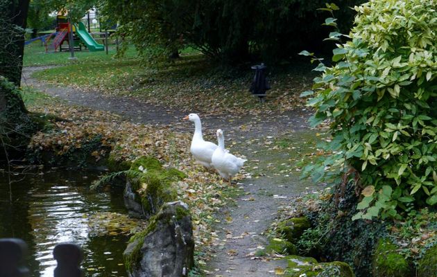 LES OIES DU MANOIR