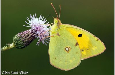 Souci (4) - Colias crocea