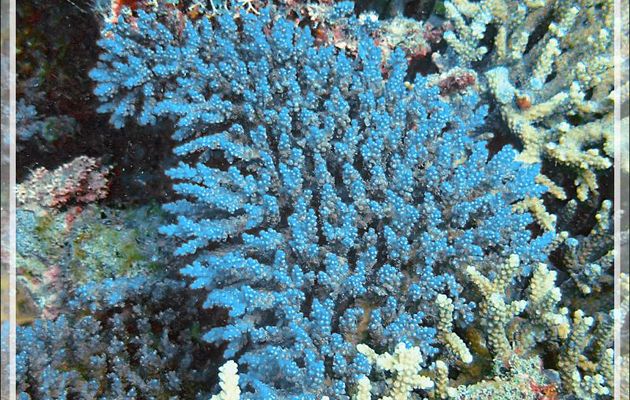 Massif de corail acropore bleu (digité ?), Blue (finger ?) acropora coral - Spot Sugar Man - Tsarabanjina - Mitsio - Madagascar