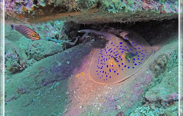 Un Apogon persique (Cheilodipterus persicus) surveille une Raie à taches bleues, Bluespotted ribbontail ray (Taeniura lymma) - Spot Betalinjona - Nosy Tsarabanjina - Archipel Mitsio - Madagascar