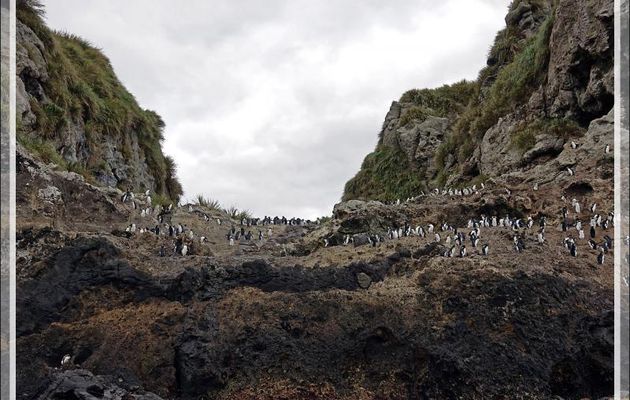 Gorfou de Moseley, Northern Rockhopper Penguin (Eudyptes moseleyi) - Nightingale Island - Tristan da Cunha