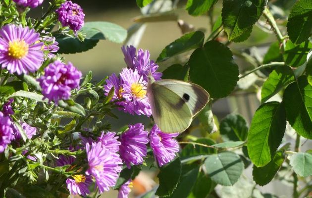 SEPTEMBRE EN VRAC - 2