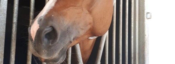 L'Homme qui murmurait à l'oreille des chevaux...