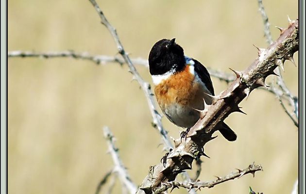 Tarier pâtre, European Stonechat ( Saxicola rubicola) : rien à gratter que tu me photographies ! - La Couarde-sur-Mer - Ile de Ré - 17