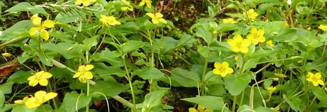 Lysimachia nemorum  -  lysimaque des bois