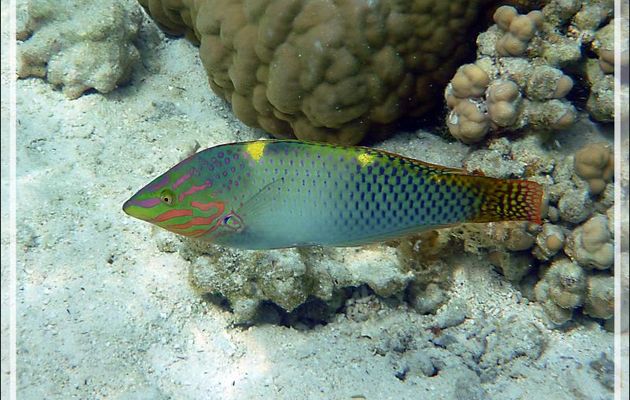 Labre ou Girelle échiquier, Checkerboard wrasse (Halichoeres hortulanus) - Jardin de corail - Motu Tautau - Taha'a - Polynésie française