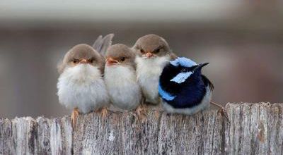 14 photos d'oiseaux 