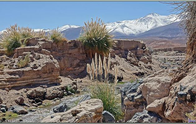 18/03/2022 : cañon de Guatin (Rio Puritama) et ses cactus géants, les Cardón (Echinopsis atacamensis) - Désert d'Atacama - Chili