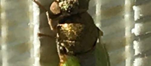 CET INSECTE ? CONNAISSEZ- VOUS ?