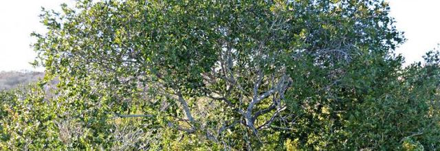 Rhamnus alaternus - Nerprun alaterne