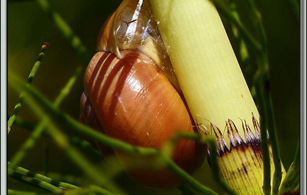 Le petit dodo de l'Escargot des jardins (Cepaea hortensis) - Boucou - Sauveterre-de-Comminges - 31
