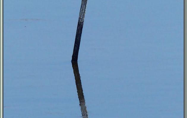Sterne pierregarin : réflexion - Ars-en-Ré - Île de Ré - 17