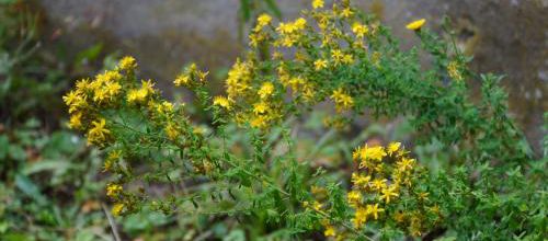 Les belles sauvageonnes : le Millepertuis commun