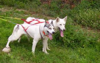Portée de huskys en 2009