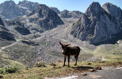 Rencontres en montant le Tourmalet (65)