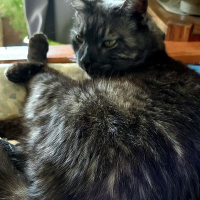 Mistie prend ses aises 