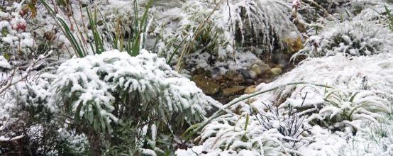 Fouillis d'herbes folles sous la neige