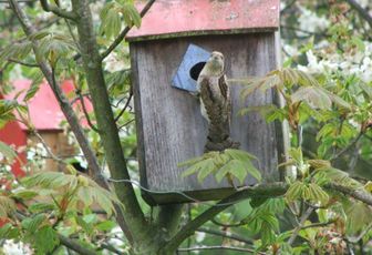 Les oiseaux du jardin