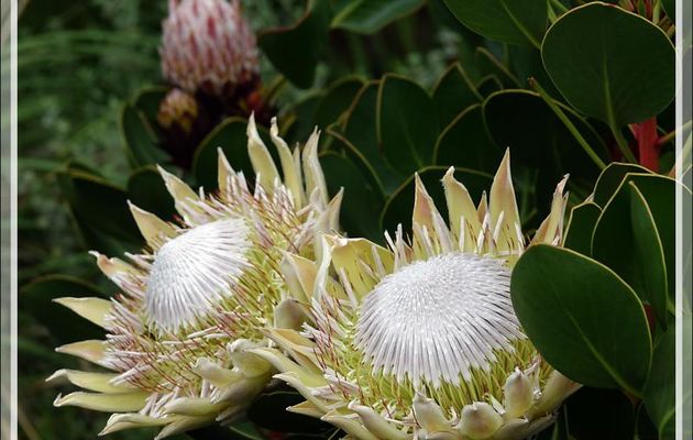 La fleur nationale de l'Afrique du Sud : la Protéa royale, King protéa (Protea cynaroides) - Jardin de Kirstenbosch - Cape Town
