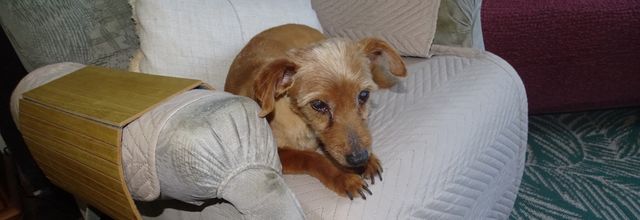 Woopy nouveau est arrivé!