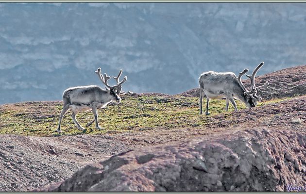 Les rennes (dont probablement une femelle gravide) de l'Île Coraholmen et le beau paysage autour du glacier Bardebreen pour terminer cette sortie en Zodiac - Fjord Ekmanfjorden - Svalbard - Norvège