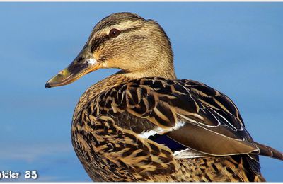 Canard Colvert (4) - Anas platyrhinchos