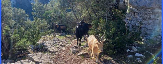 Les chèvres et boucs sauvages de la chapelle Sainte-Maxime
