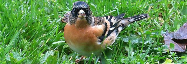 un bel oiseau chez nous !