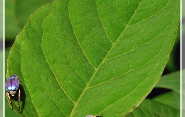 Scarabée Hoplie bleue (Hoplia coerulea) - Aspet - 31