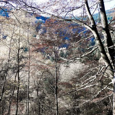 Journal, extrait du jour J+388, le 28/11/2019