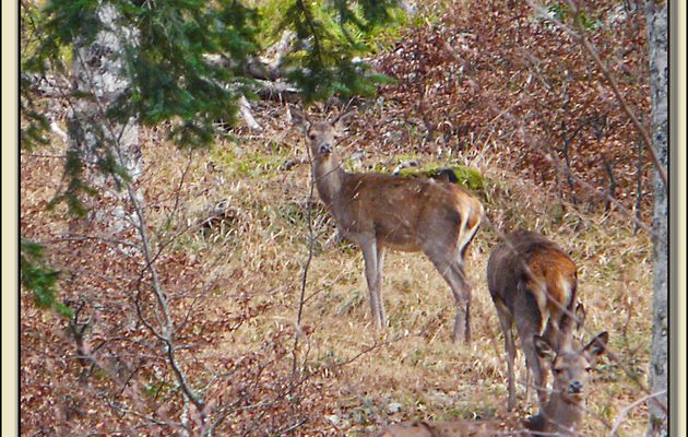 Faune des Pyrénées (Images de mon ancien blog, année 2009)