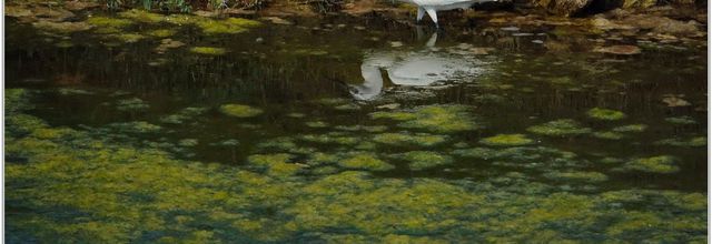 Aigrette Garzette (Egretta garzetta) (1)