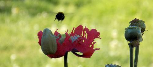 Le bourdon et le pavot dans le journal