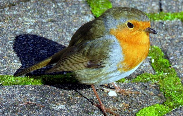 un rouge gorge