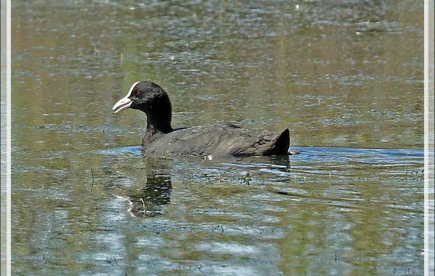 Foulque macroule (Fulica atra) - La Couarde-sur-Mer - Ile de Ré - 17