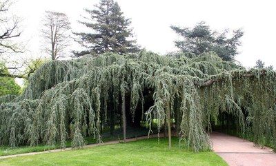Le cèdre pleureur bleu, élu arbre de l'année 2015
