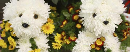 Photos Des animaux en fleurs, adorables