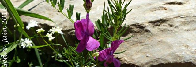Vicia pyrenaica  -  vesce des Pyrénées