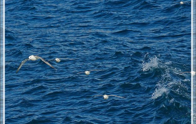 Fulmar boréal, Pétrel fulmar, Northern Fulmar (Fulmarus glacialis) - Navigation entre Karrat Island et Ilulissat - Upernivik Island - Groenland