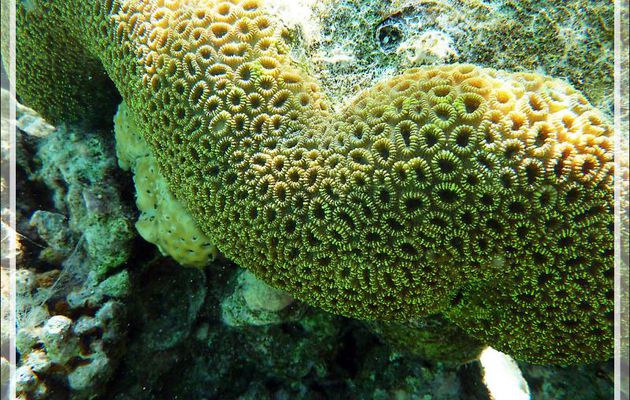 Corail Lobophylle en corymbe, Corail à rose, Brain root coral (Lobophyllia corymbosa) - Moofushi - Atoll d'Ari - Maldives