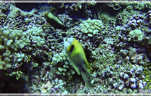 Labre à long museau ou Epibule trompeur, Slingjaw wrasse (Epibulus insidiator) - Passe Tumakohua - Fakarava sud - Tuamotu - Polynésie française