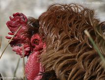 Portraits de Coq