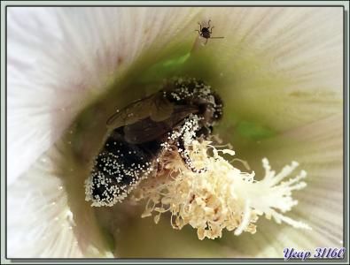 Abeille prenant un bain de pollen dans une fleur de rose trémière suivi d"un bon bain de soleil - Lartigau - Milhas - 31