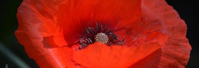 Bois de Vincennes : Lac des Minimes : Gentil coquelicot 