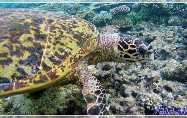 Petite caresse à la Tortue imbriquée (Eretmochelys imbricata) - Athuruga - Atoll d'Ari - Maldives