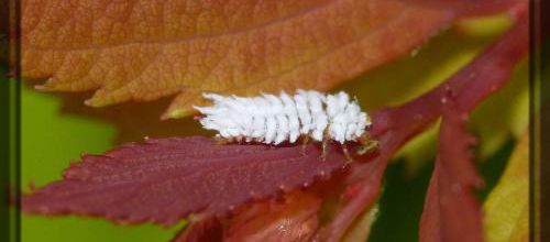 larve blanche de coccinelle, Cryptolaemus montrouzieri